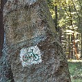 Vejherovia Velo