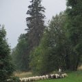 wielicka