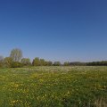 wielicka