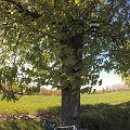 wielicka
