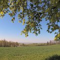 wielicka