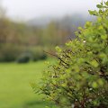 TdPA
